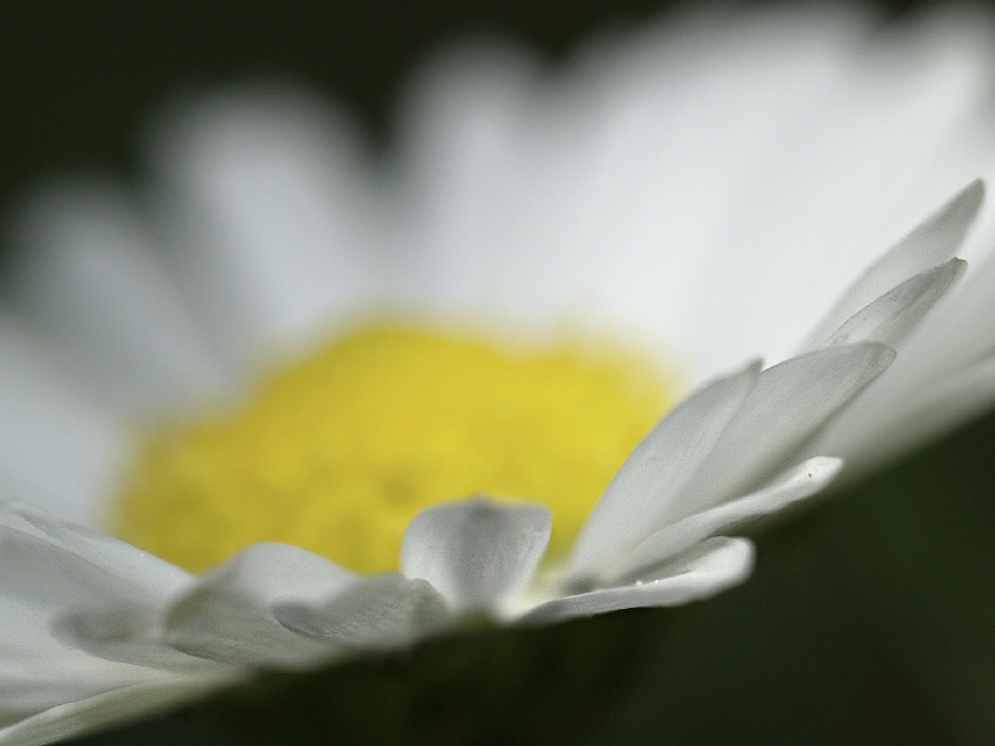 A Meadow Daisy Close Up