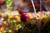 Cranberry by Ricard Bergstr?m