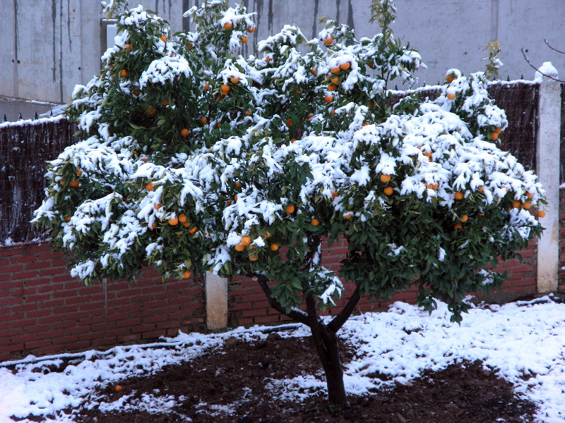 Cold Oranges in Cordoba, Spain