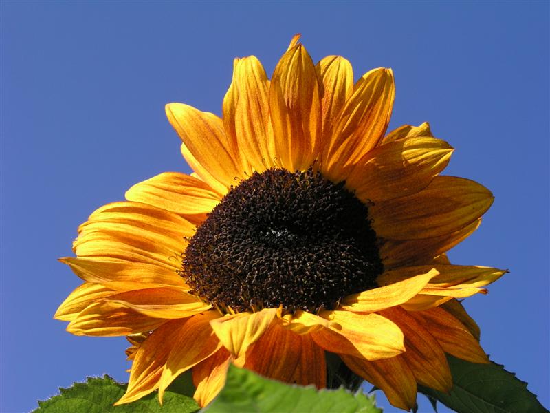Simply sunflower