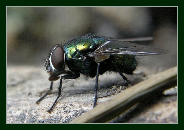fly (2)