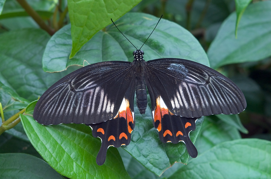 Papilio memnon (Great Mormon - female)