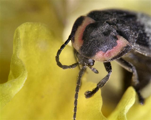 Bug in a Daffodil