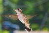 Hummingbird (2)
