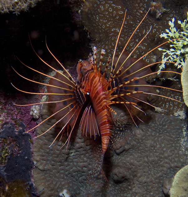Spotfin Lionfish Hunting