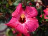 Hibiscus by Dave Hamlin