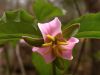Tennessee wildflower - Trillium by Craig Williams