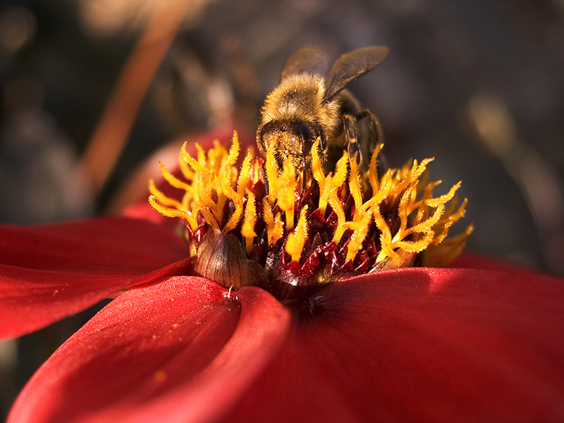 Bee in Red