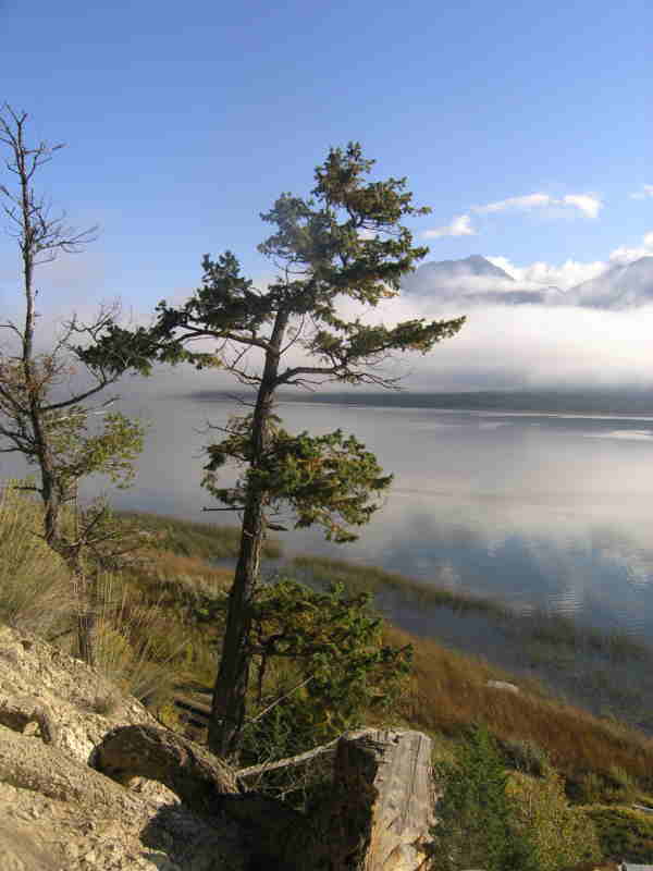 Columbia Lake BC Lonely tree