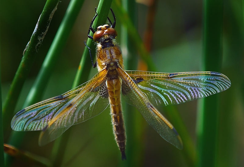 Teneral Male Four Spotted Chaser