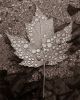 Leaf & Rain-001 by Patti Anderson