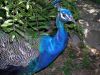 Ah Peacock by Kerland Elder