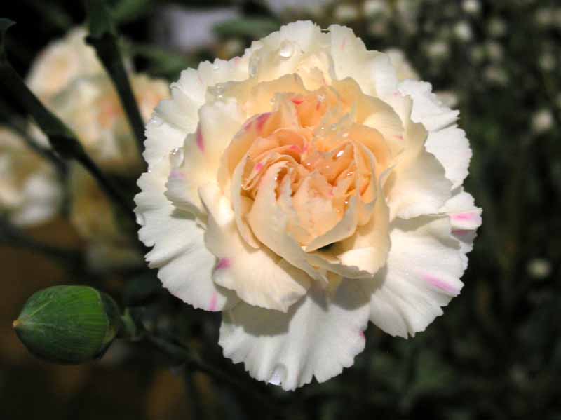 Varigated Carnation