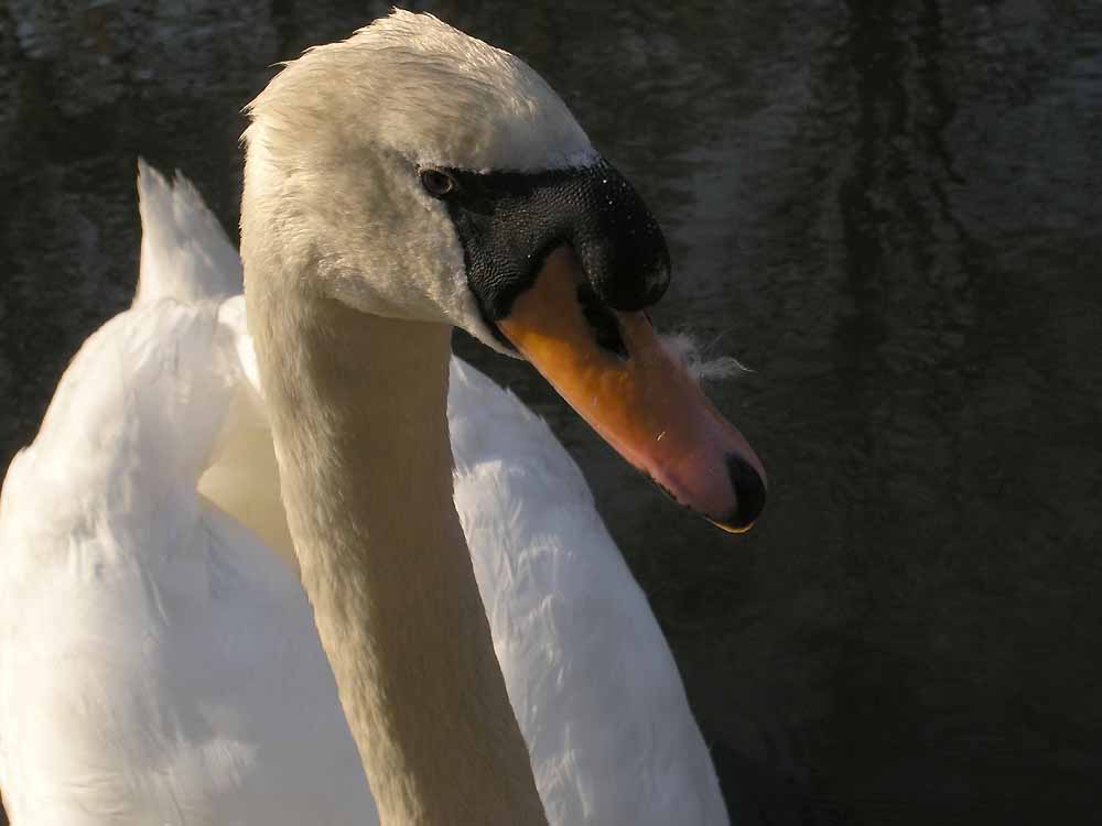 Eye To Eye with a Swan