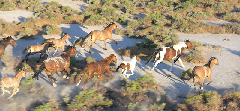 Wild Horses on the desert.