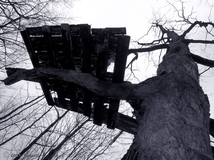 Old Tree House