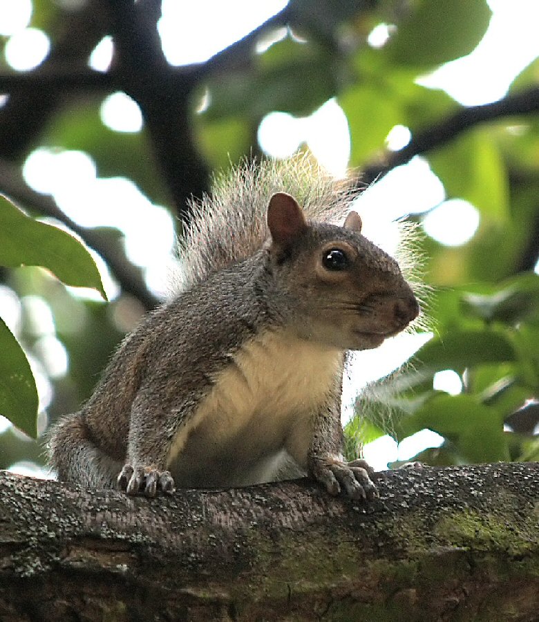 Squirrel on branch.