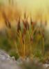 Tiny grass by Dave Hall