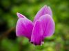 Cyclamen by Dave Hall