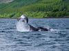 Dolphins in the Sound of Raasay.