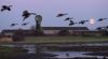 Flying geese.