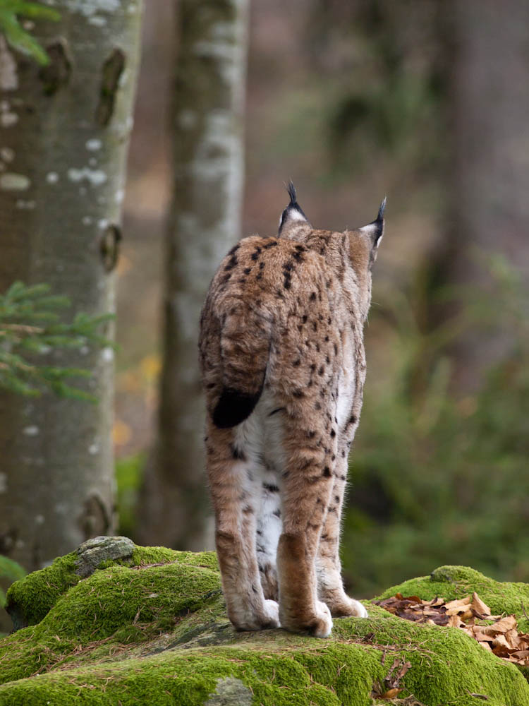 Eurasian Lynx 3