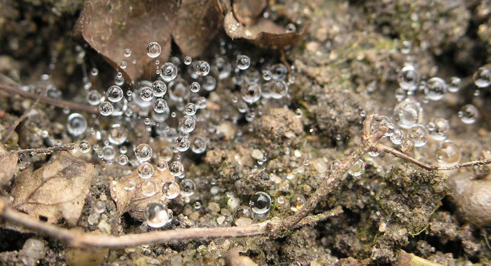 Water Pearls