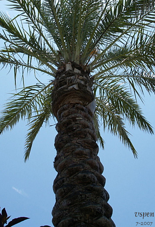 Palm Tree OLCC 2007