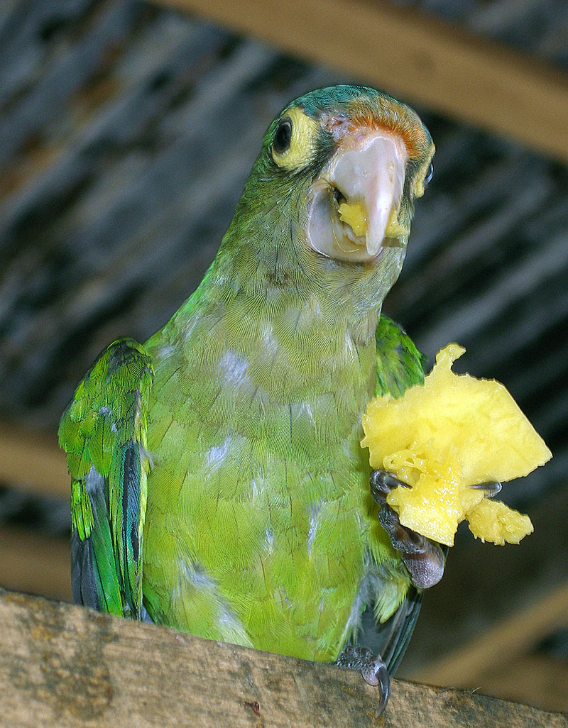 Costa Rican bird