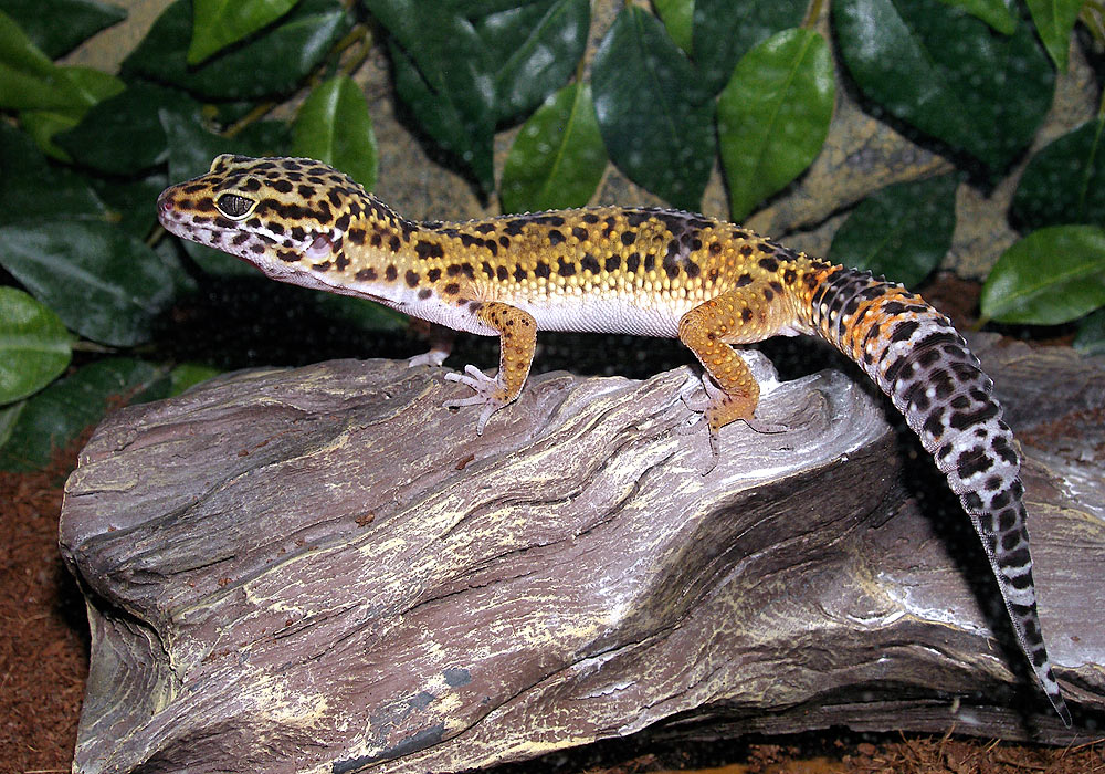 Pepper the Leopard Gecko