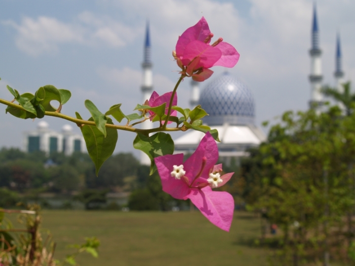 Flower.. .with a mosque background