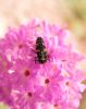 larval Ladybug on Verbena by tom neal