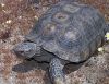 ancient desert tortoise by tom neal