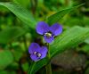 unkown blue flower by tom neal