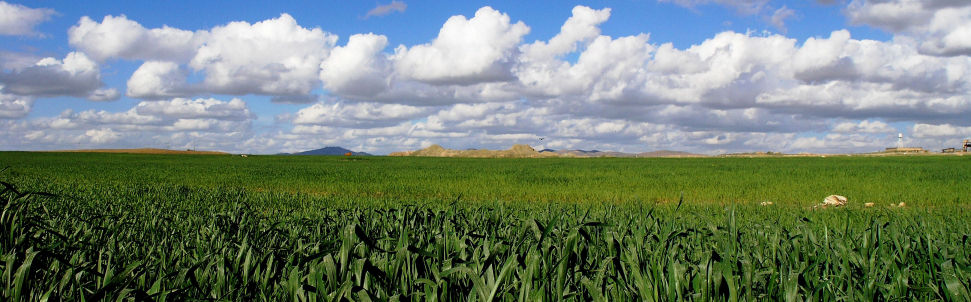 Wheat Field II