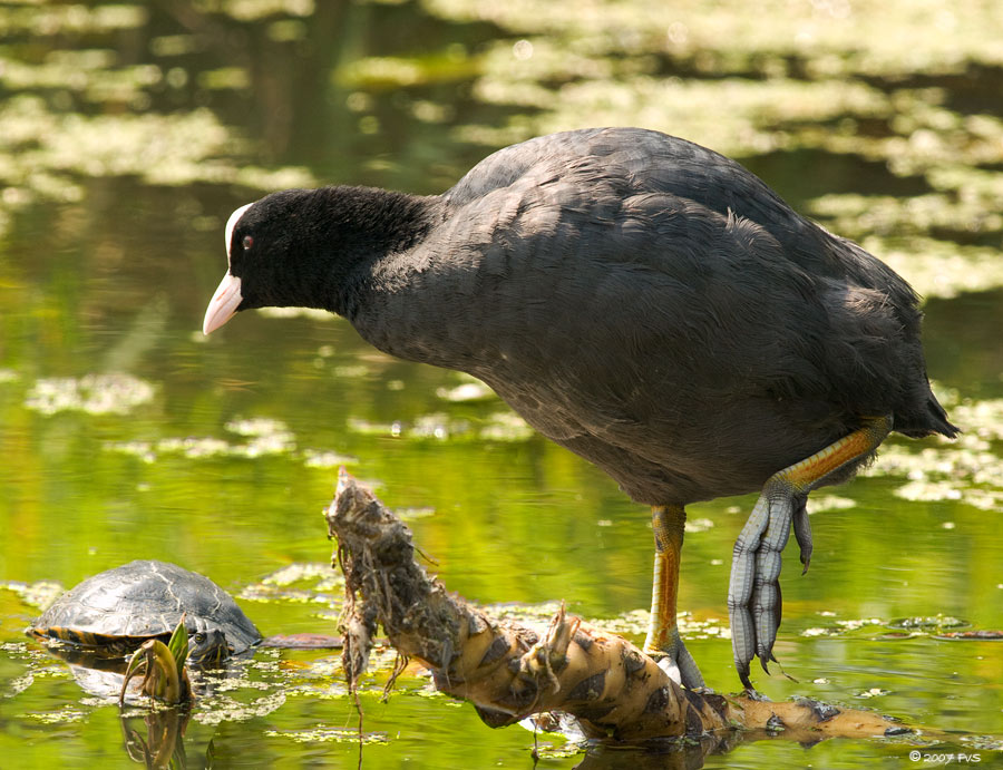 Coot and Turtle