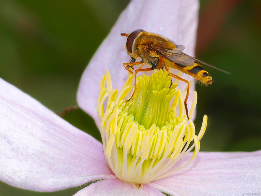Hoverfly on Clematis