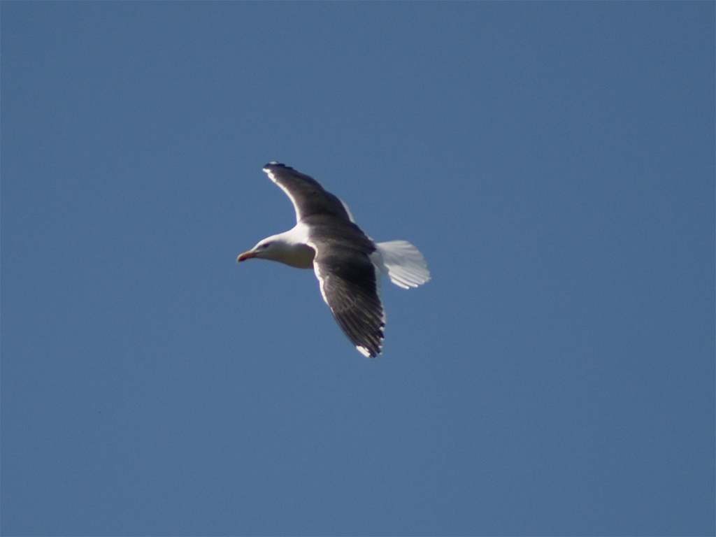 Herring Gull In Flight (Zilvermeeuw)