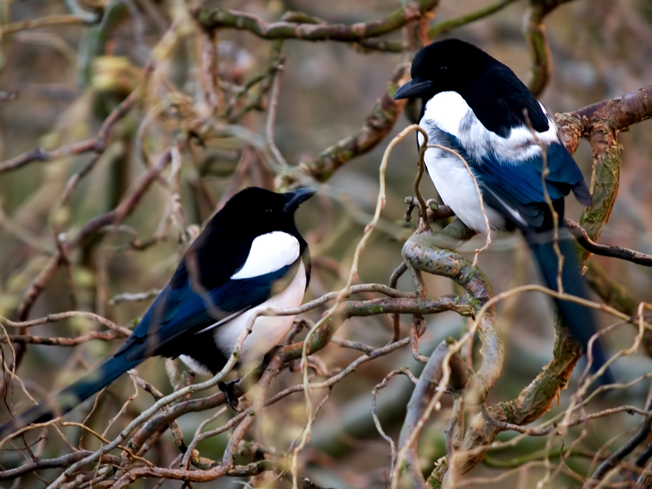 Magpie's high up in a tree