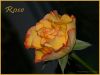 Rose by Fonzy -
