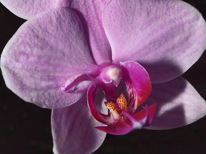 Orchid (2)