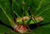 Grasshopper by Fonzy -