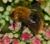 Bumble Bee enjoying his meal
