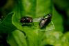 Two flies on a leaf by Fonzy -