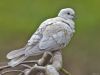 Ring-necked Dove by Fonzy -