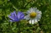 Camomile and Chicory