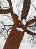 Rusty Tree by Udo Altmann