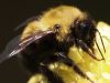 Bee by Richard Ociepka