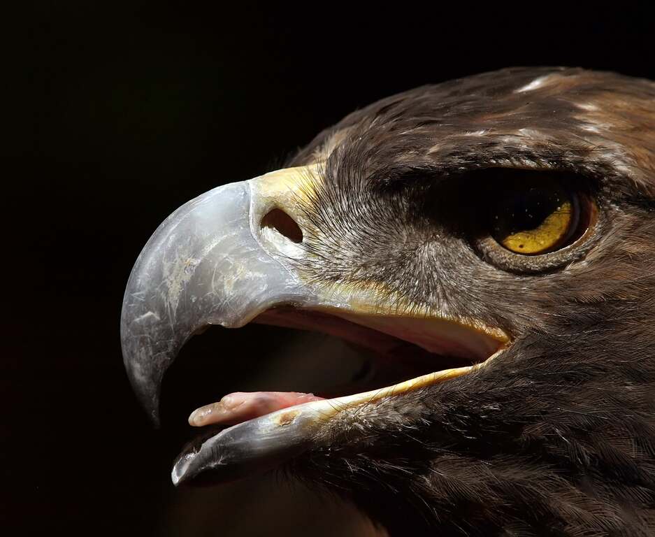 golden eagle head. Gold Eagle