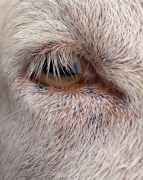 goat's eye